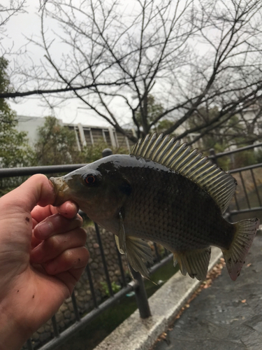 ティラピアの釣果