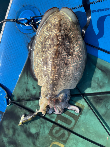 モンゴウイカの釣果