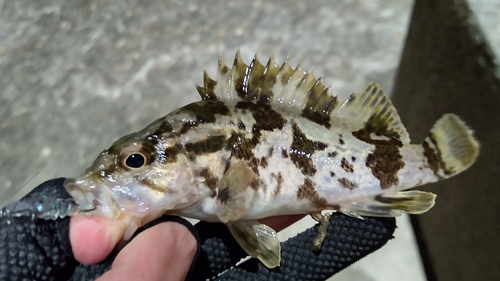 タケノコメバルの釣果