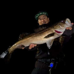 マルスズキの釣果