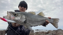 ヒラスズキの釣果