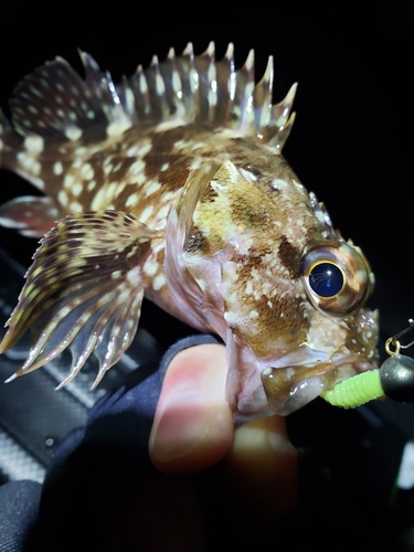 カサゴの釣果