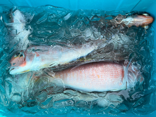 アマダイの釣果