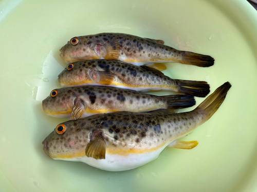 アカメフグの釣果