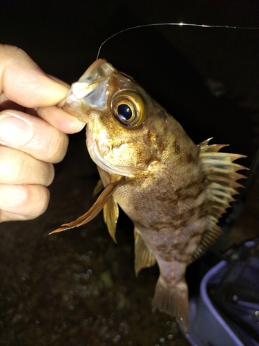 メバルの釣果