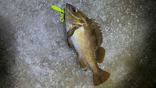 エゾメバルの釣果