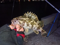 タケノコメバルの釣果