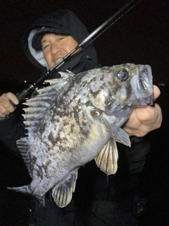 クロソイの釣果