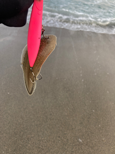 シタビラメの釣果