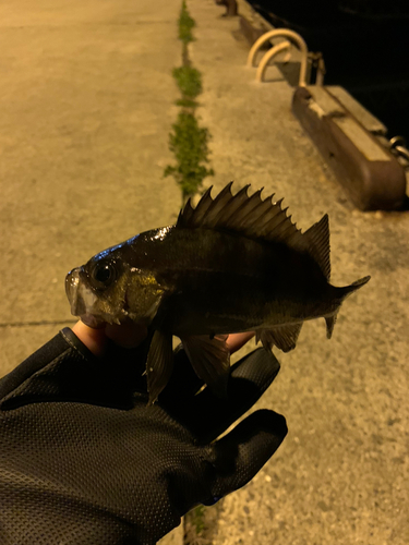 シロメバルの釣果