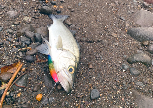 セイゴ（ヒラスズキ）の釣果