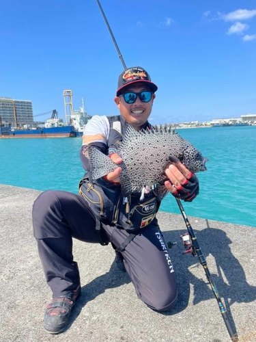 イシガキダイの釣果