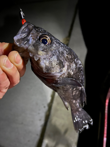 クロソイの釣果