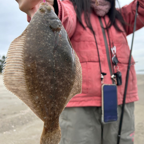 カレイの釣果