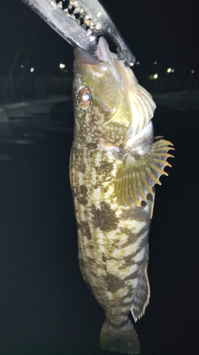 アイナメの釣果