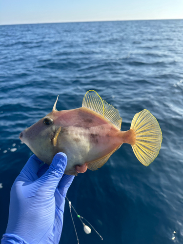 カワハギの釣果