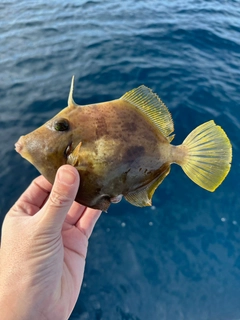 カワハギの釣果