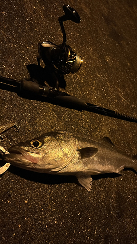 スズキの釣果