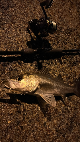 スズキの釣果