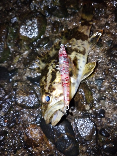 タケノコメバルの釣果