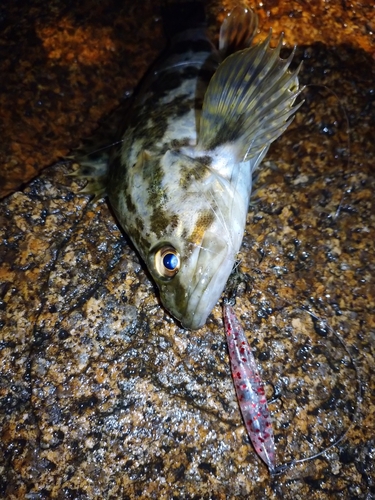 タケノコメバルの釣果