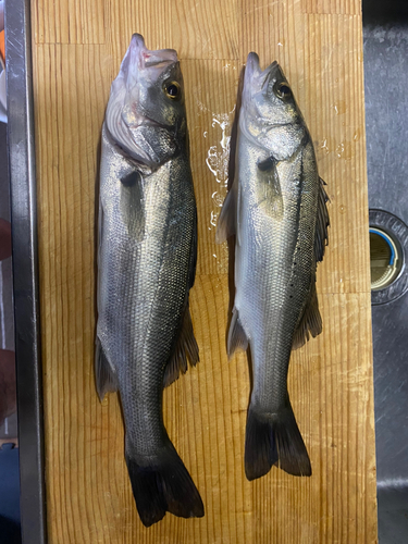 フッコ（マルスズキ）の釣果