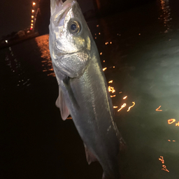 半面宿儺の釣果