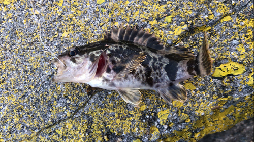 タケノコメバルの釣果