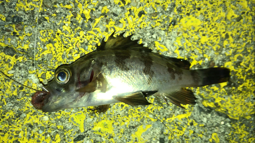 メバルの釣果