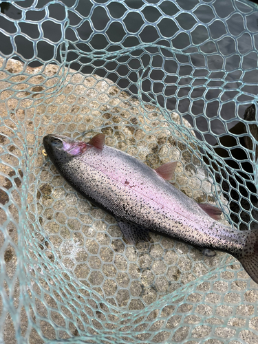 トラウトの釣果