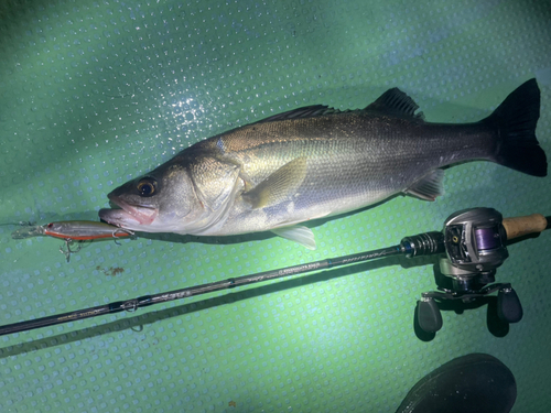 シーバスの釣果