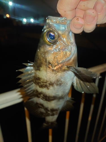 メバルの釣果