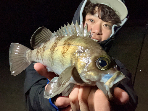 メバルの釣果