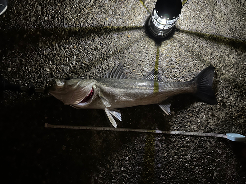 スズキの釣果