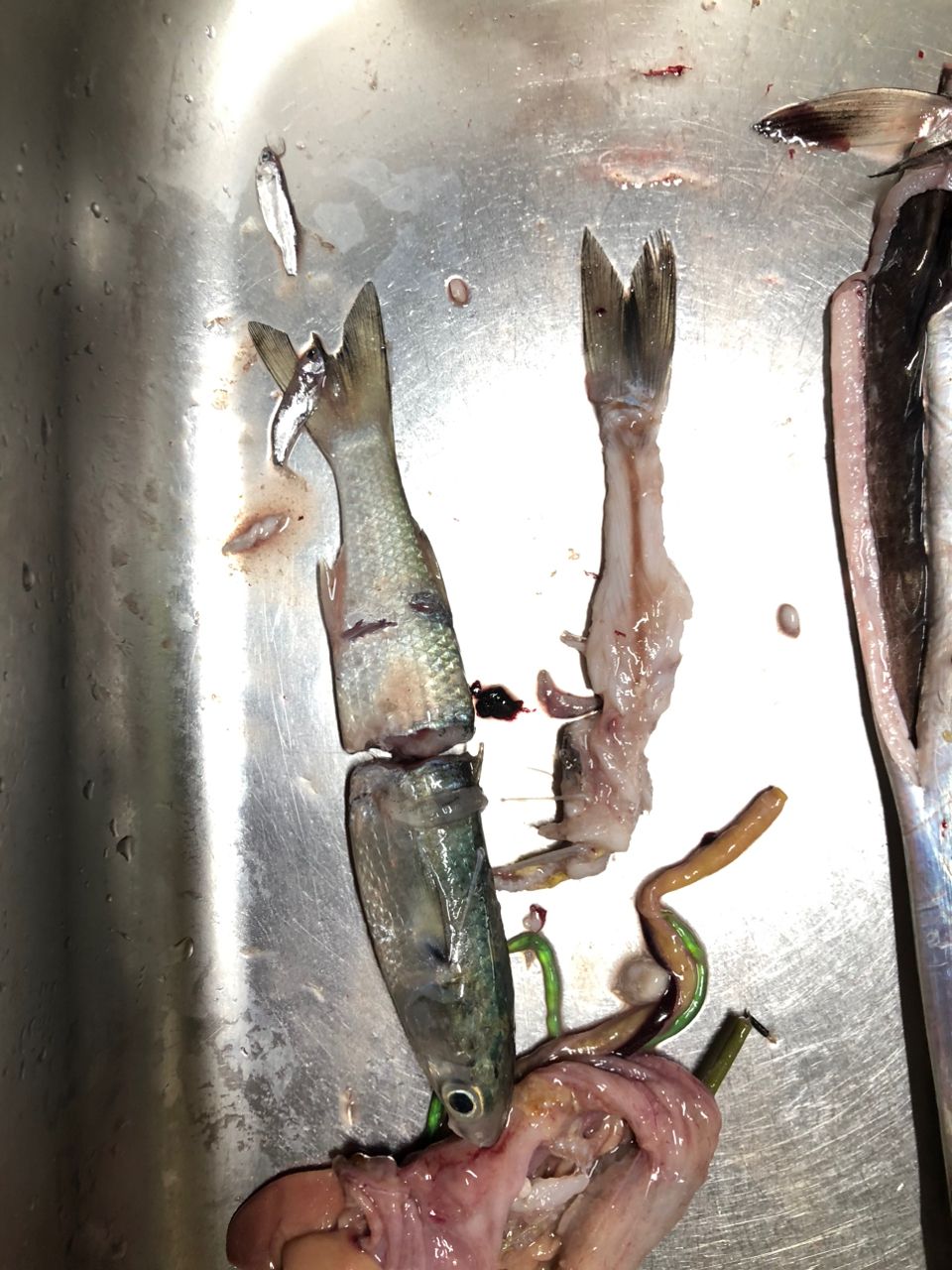 タチウオ