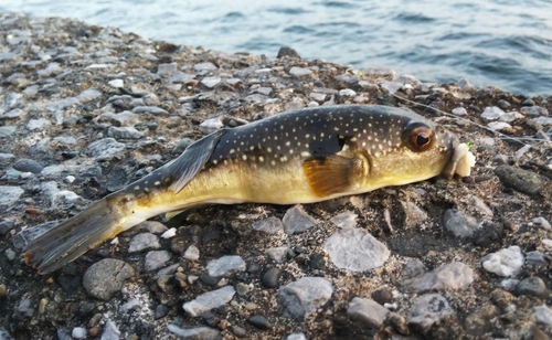 フグの釣果