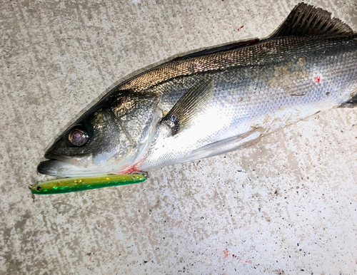 シーバスの釣果