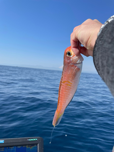 アマダイの釣果