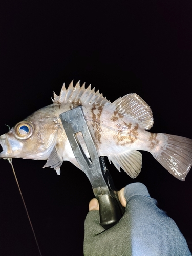 メバルの釣果