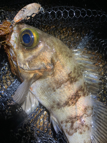 シロメバルの釣果