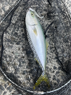 ヤズの釣果