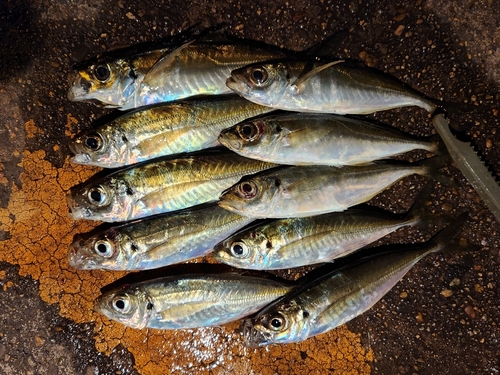 アジの釣果