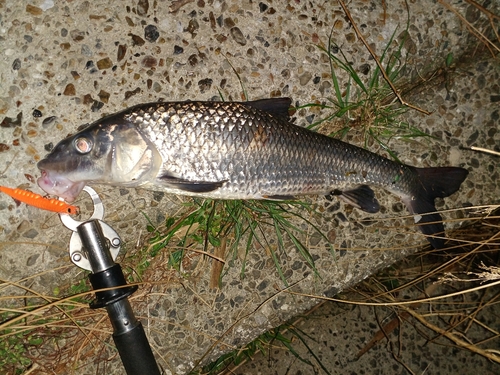 ニゴイの釣果