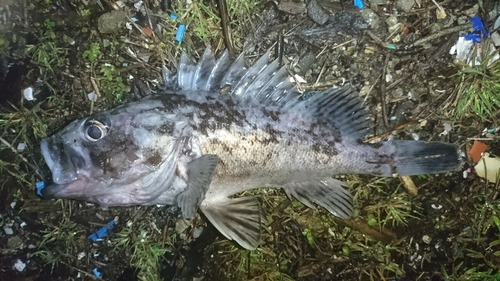 クロソイの釣果