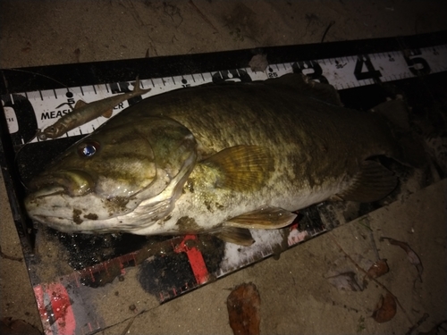 ブラックバスの釣果