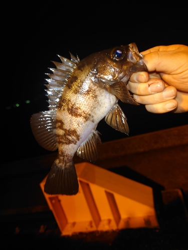 メバルの釣果