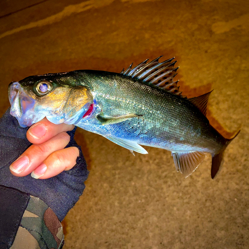 マルスズキの釣果