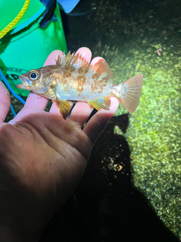 メバルの釣果