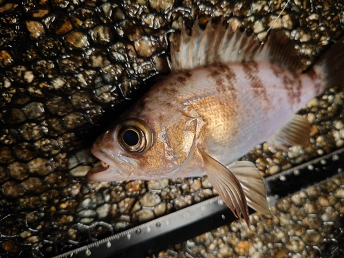 メバルの釣果