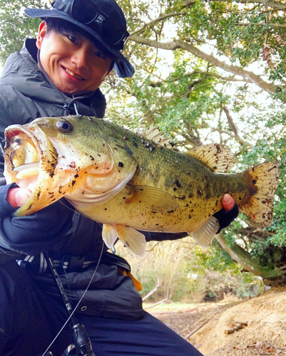 ブラックバスの釣果